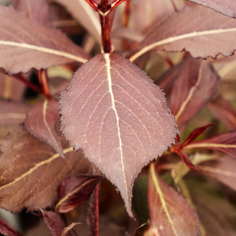 Weigelia Electric Love (Blad)