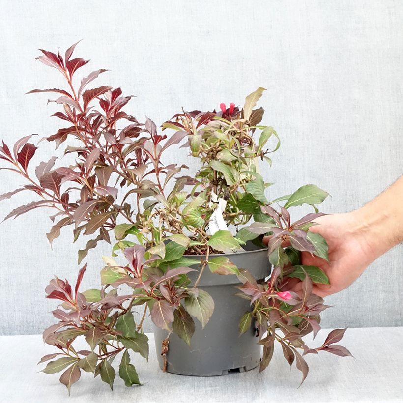 Exemplaar van Weigelia Electric Love Pot van 2 l/3 l zoals geleverd in de zomer