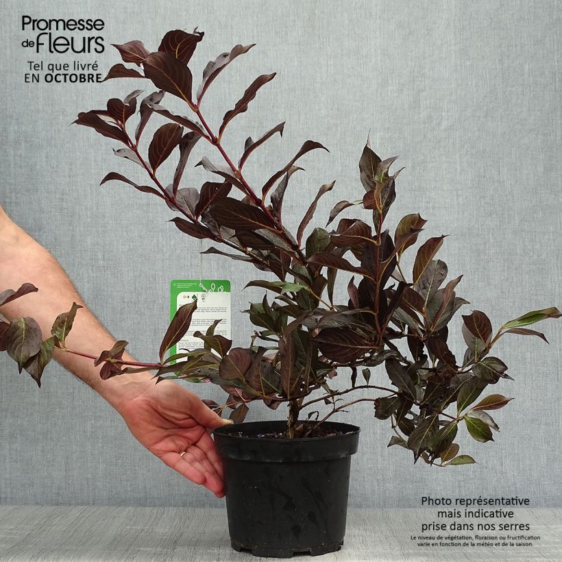 Exemplaar van Weigelia florida Alexandra Pot van 2 l/3 l zoals geleverd in de herfst