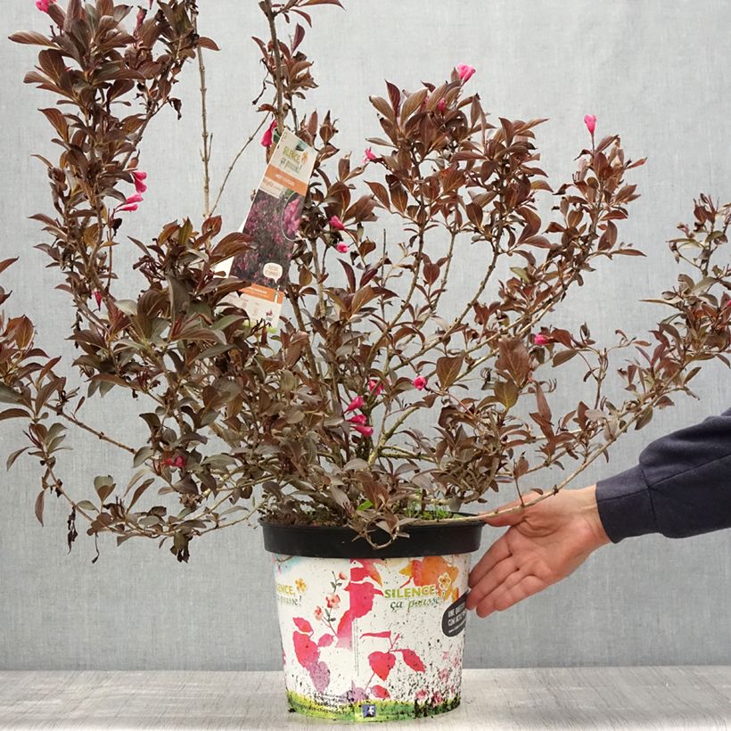 Example of Weigelia florida Alexandra Pot van 4 l/5 l as you get in printemps