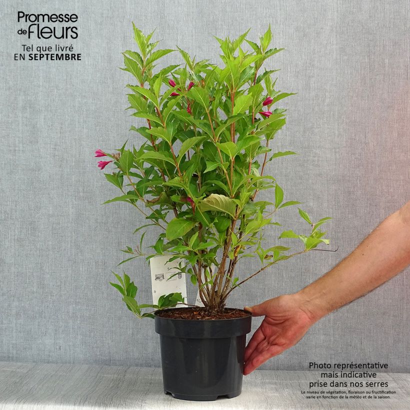 Exemplaar van Weigelia florida Big Love Pot van 3 l/4 l zoals geleverd in de zomer