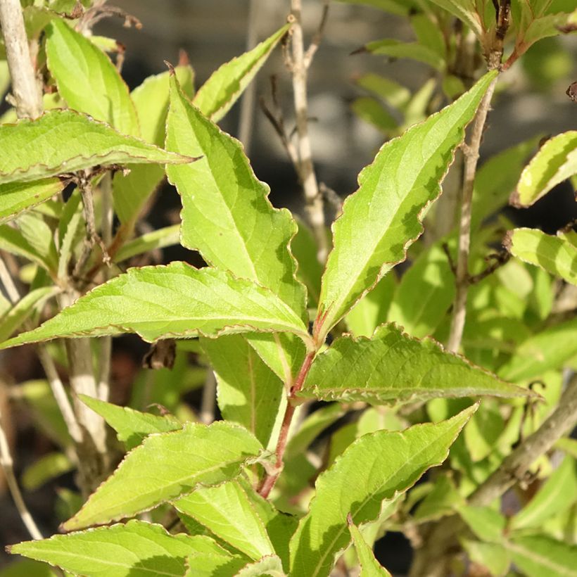 Weigelia florida Big Love (Blad)