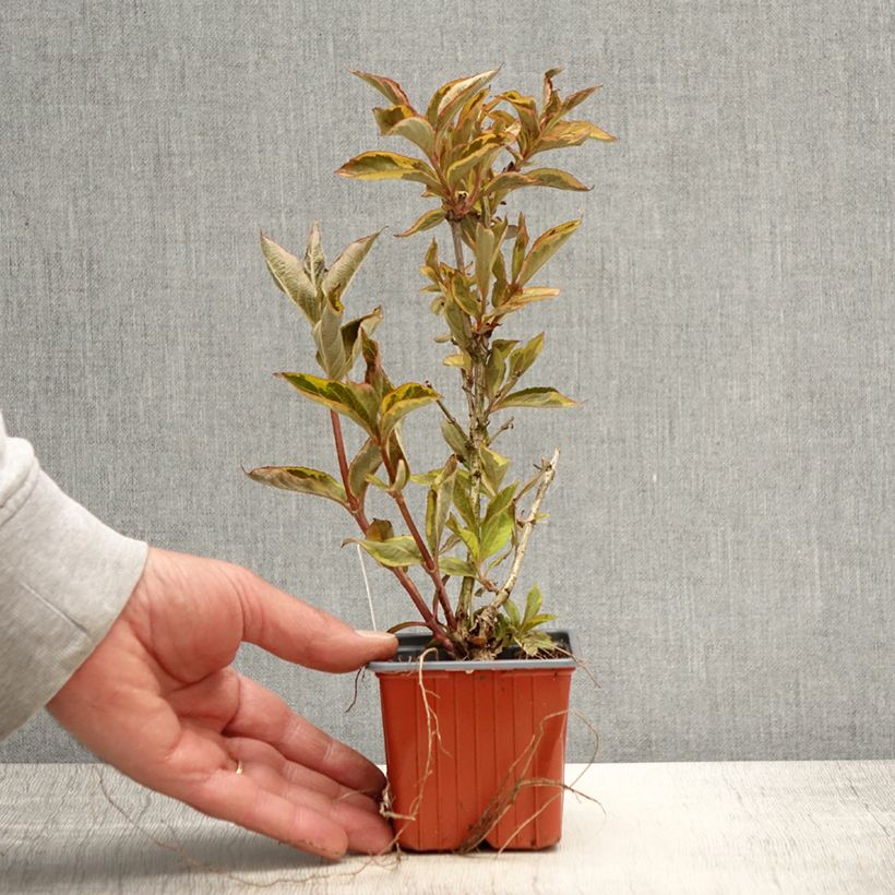 Exemplaar van Weigelia florida Brigela Kweekpotje van 8/9 cm zoals geleverd in de lente