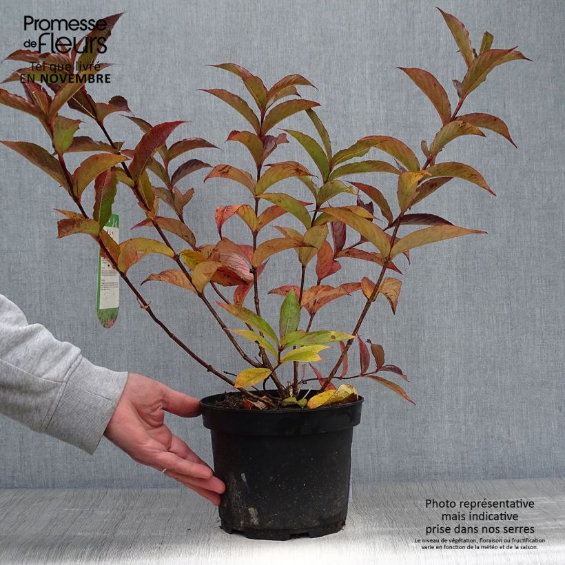 Exemplaar van Weigelia florida Bristol Ruby Pot van 2 l/3 l zoals geleverd in de herfst