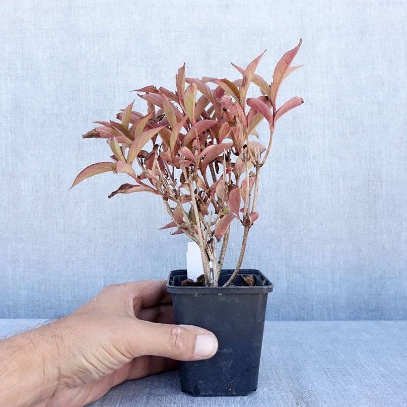Exemplaar van Weigelia florida Bristol Ruby Kweekpotje van 8/9 cm zoals geleverd in de zomer