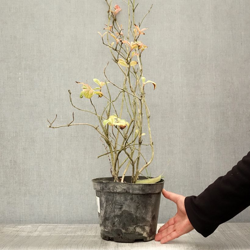 Exemplaar van Weigelia florida Caricature Pot van 4 l/5 l zoals geleverd in de herfst