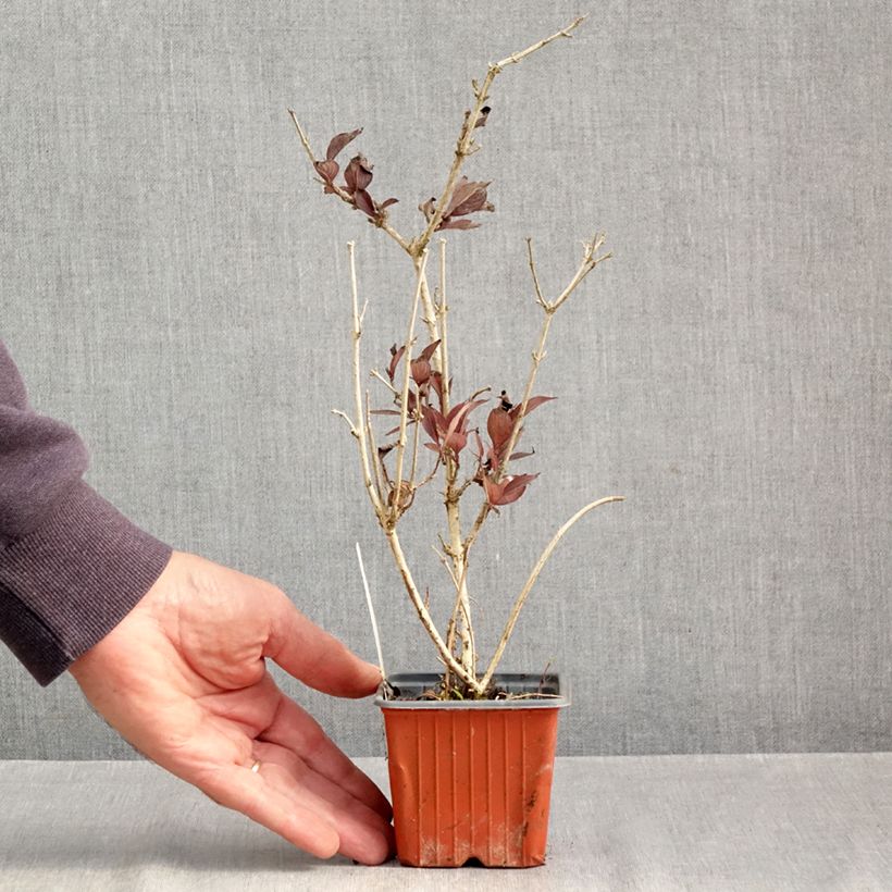 Exemplaar van Weigelia florida Foliis Purpureis Kweekpotje van 8/9 cm zoals geleverd in de herfst