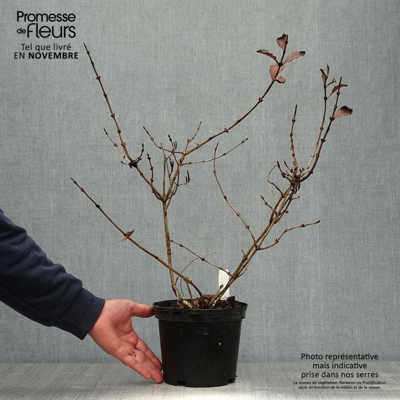 Exemplaar van Weigelia florida Foliis Purpureis Pot van 2 l/3 l zoals geleverd in de herfst