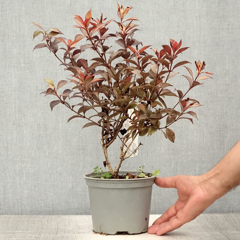 Exemplaar van Weigelia florida Foliis Purpureis Pot van 2 l/3 l zoals geleverd in de zomer