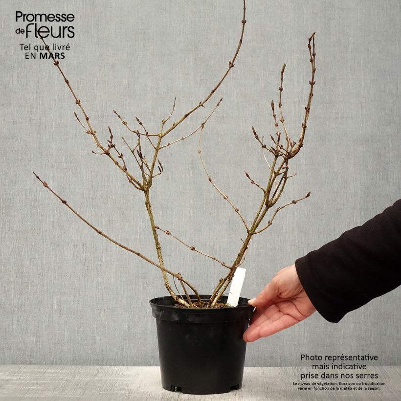 Example of Weigelia florida Foliis Purpureis Pot van 2 l/3 l as you get in printemps