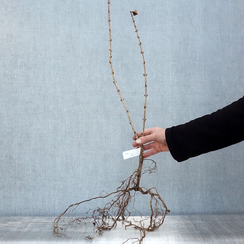 Example of Weigelia florida Foliis Purpureis Naakte wortel as you get in hiver