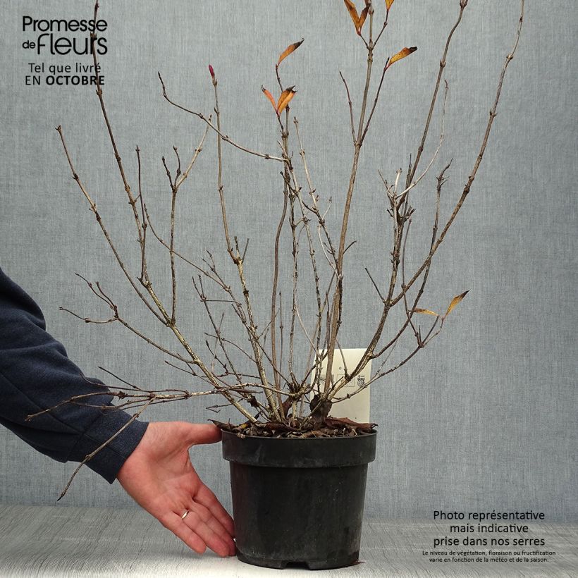 Exemplaar van Weigelia florida Korea - Chinese weigelia Pot van 2 l/3 l zoals geleverd in de herfst