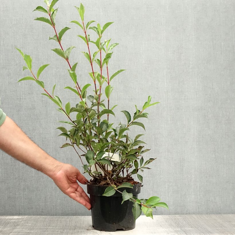 Exemplaar van Weigelia florida Korea - Chinese weigelia Pot van 2 l/3 l zoals geleverd in de zomer