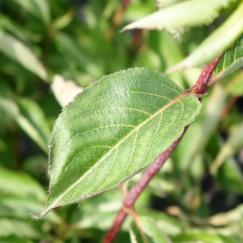 Weigelia florida Korea - Chinese weigelia (Blad)
