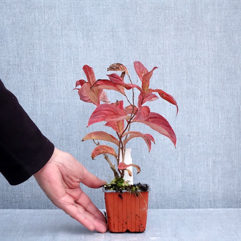 Exemplaar van Weigelia florida Lime Monster Kweekpotje van 8/9 cm zoals geleverd in de herfst