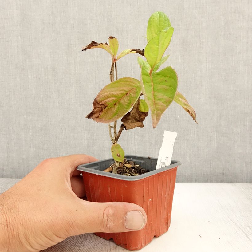 Exemplaar van Weigelia florida Lime Monster Kweekpotje van 8/9 cm zoals geleverd in de zomer