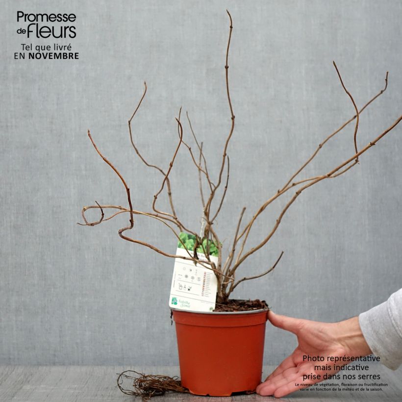 Exemplaar van Weigelia florida Lime Monster Pot van 3 l/4 l zoals geleverd in de herfst
