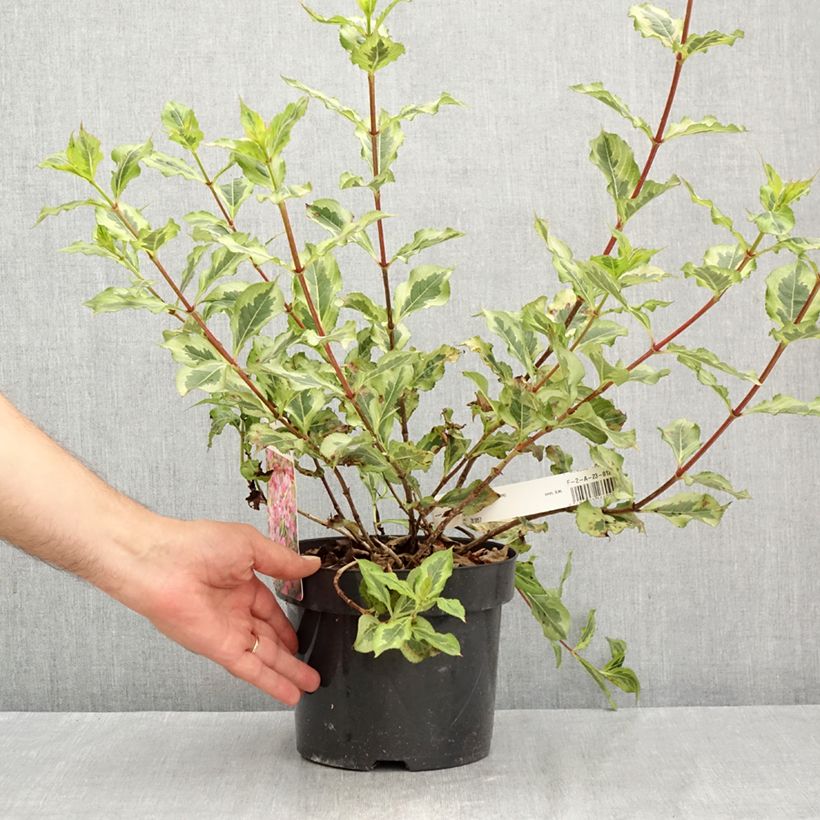 Exemplaar van Weigela Rumba - Chinese weigelia Pot van 3 l/4 l zoals geleverd in de zomer