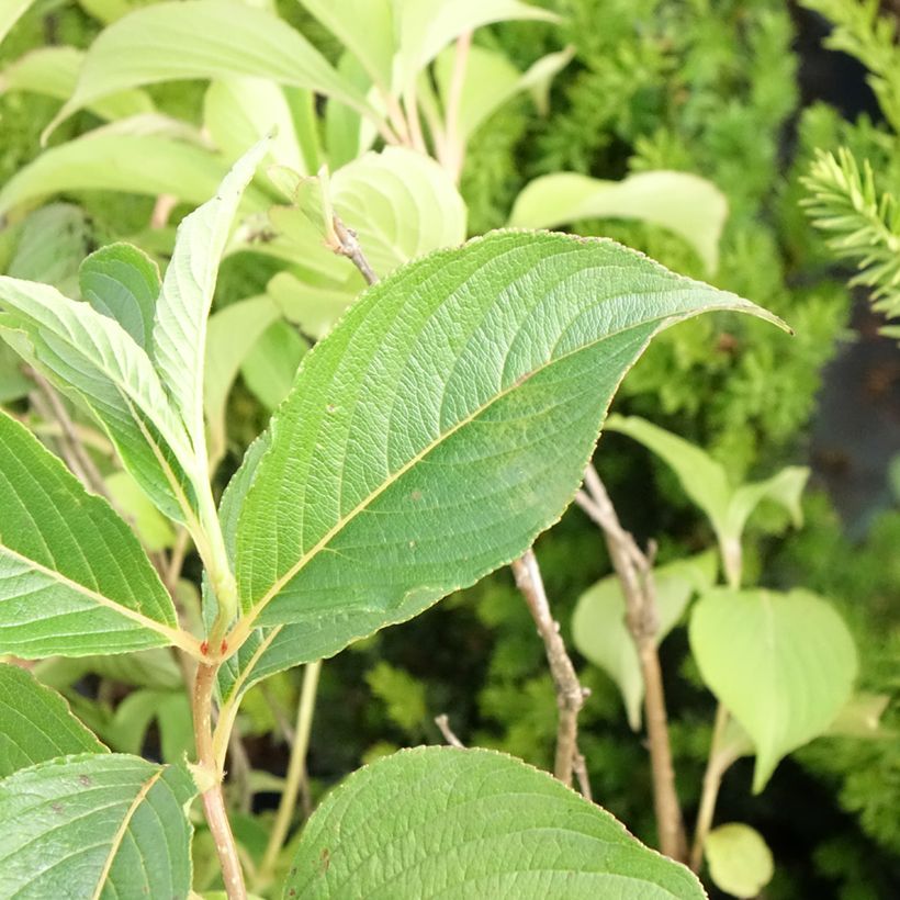 Weigelia florida Marjorie - Chinese weigelia (Blad)