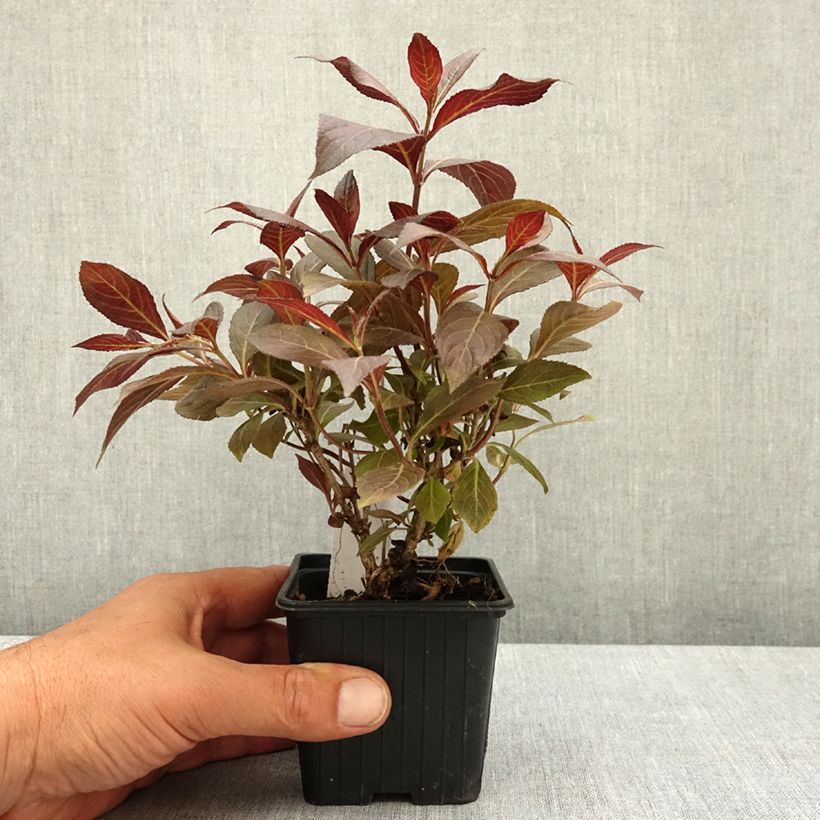 Exemplaar van Weigelia florida Midnight Wine Kweekpotje van 8/9 cm zoals geleverd in de lente