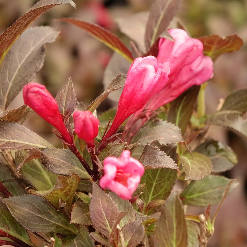 Weigelia florida Midnight Wine (Bloei)
