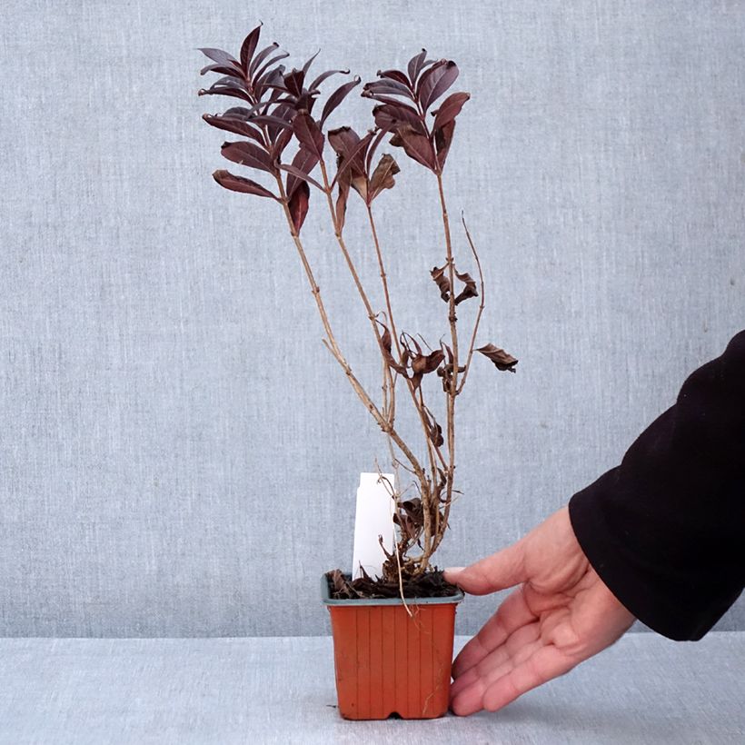 Exemplaar van Weigelia florida Minor Black Kweekpotje van 8/9 cm zoals geleverd in de herfst