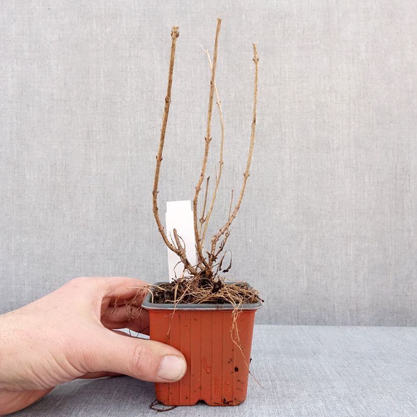 Exemplaar van Weigela florida Minor Black Godet de 8/9 cm zoals geleverd in de winter