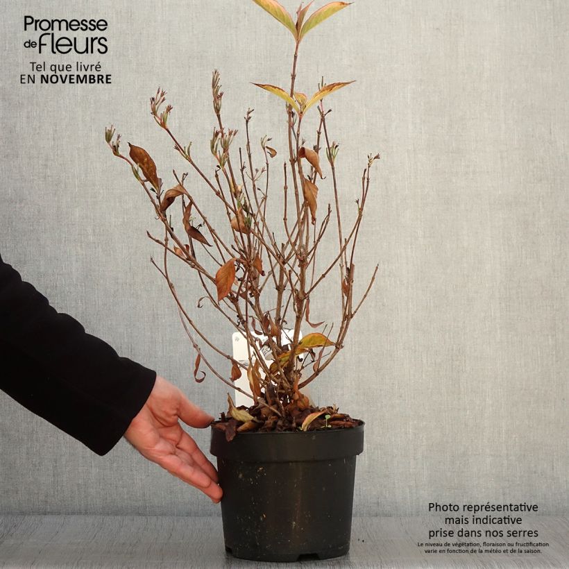 Exemplaar van Weigelia florida Brigela Pot van 2 l/3 l zoals geleverd in de herfst
