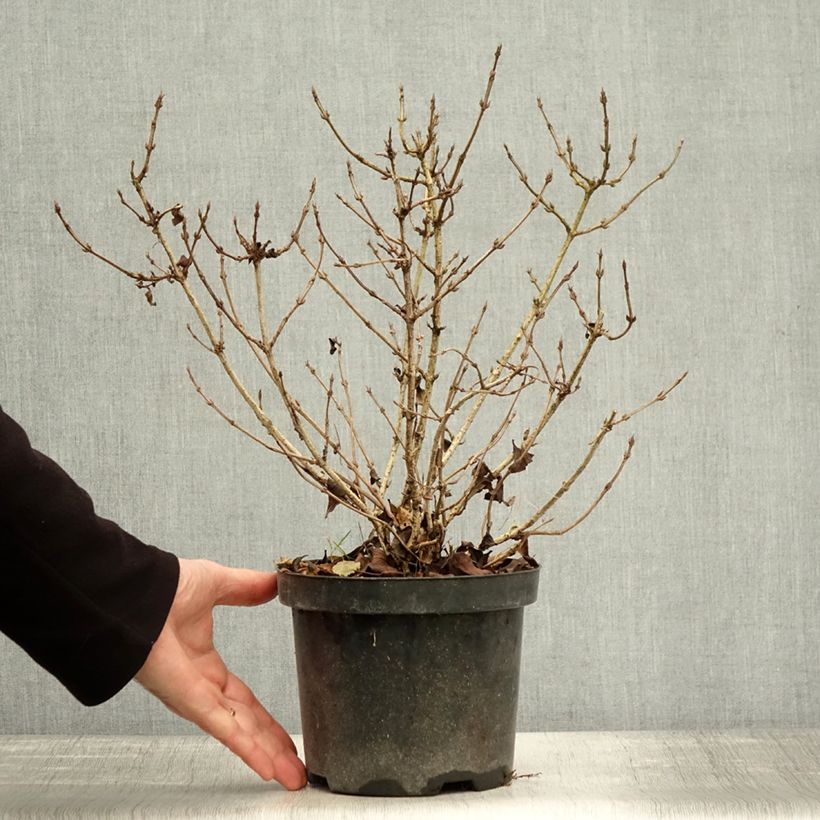Exemplaar van Weigelia florida Nana Purpurea - Dwergweigelia Pot van 3 l/4 l zoals geleverd in de herfst