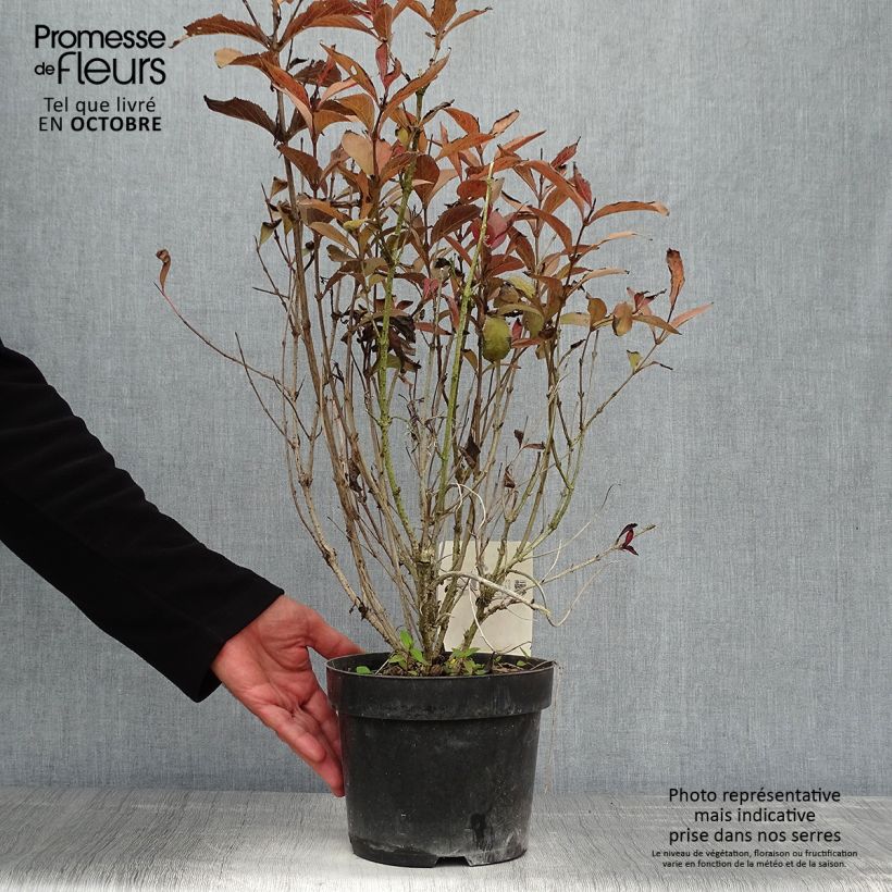 Exemplaar van Weigelia florida Naomi Campbell Pot van 2 l/3 l zoals geleverd in de herfst