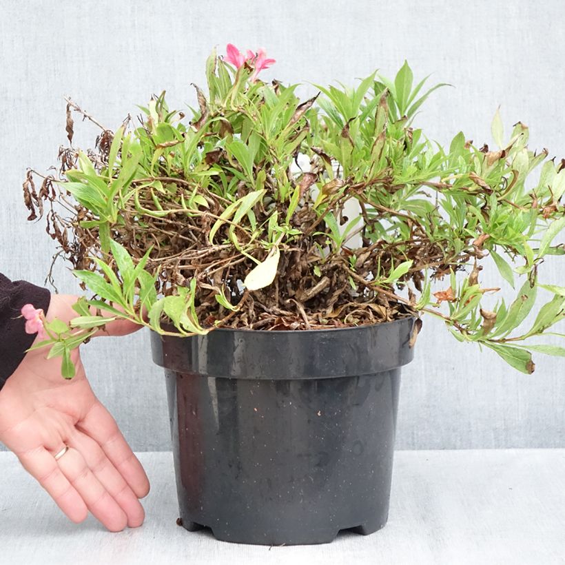 Exemplaar van Weigelia florida Picobella Rosa - Dwergweigelia Pot van 2 l/3 l zoals geleverd in de herfst
