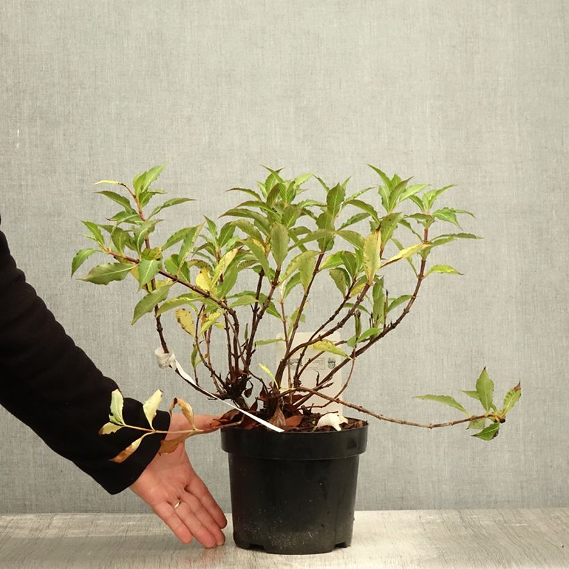 Exemplaar van Weigelia florida Pink Poppet - Chinese weigelia Pot van 3 l/4 l zoals geleverd in de herfst
