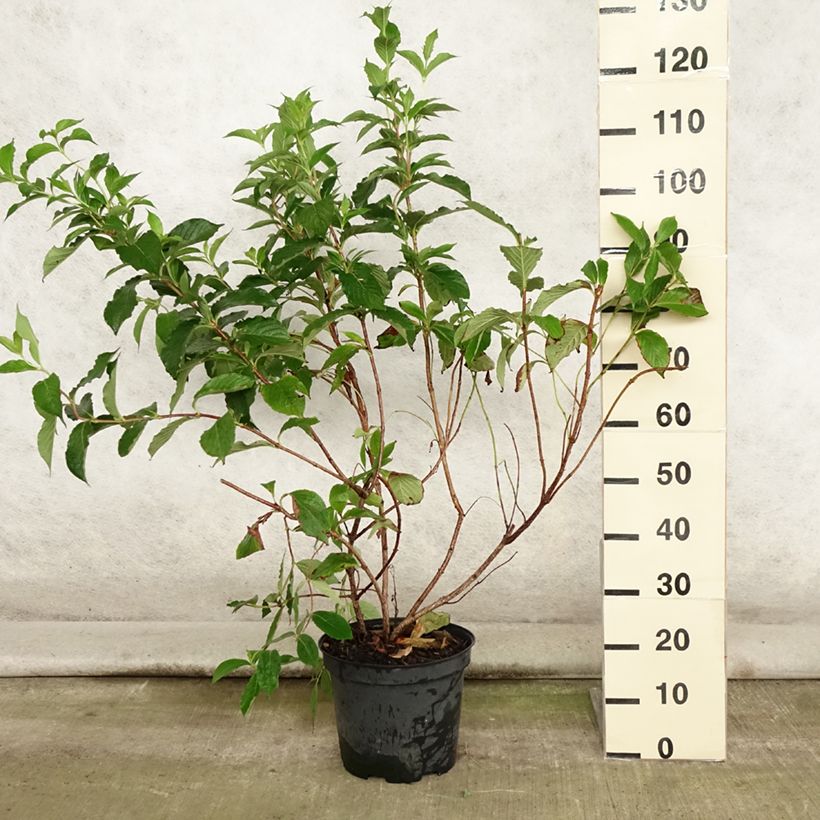 Exemplaar van Weigelia florida Rosea Pot van 7,5 l/10 l zoals geleverd in de zomer