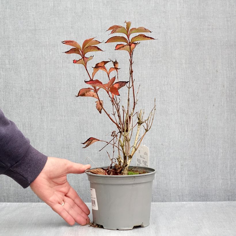 Exemplaar van Weigelia florida Suzanne - Chinese weigelia Pot van 2 l/3 l zoals geleverd in de herfst