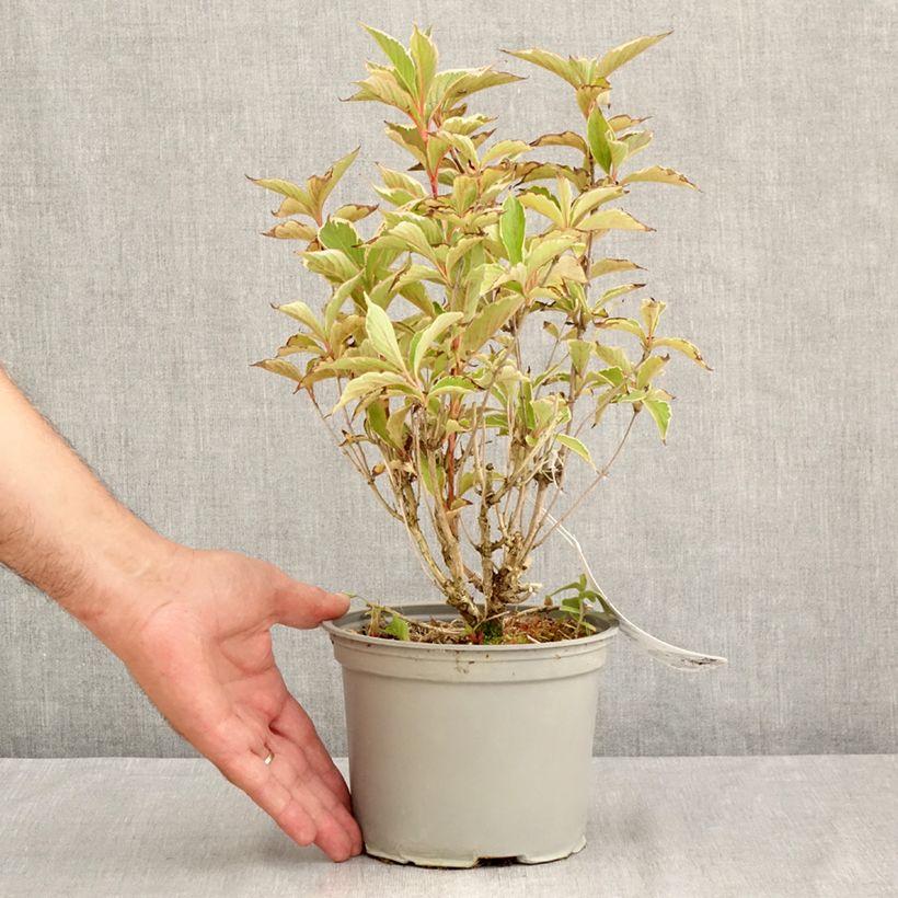 Exemplaar van Weigelia florida Suzanne - Chinese weigelia Pot van 2 l/3 l zoals geleverd in de zomer