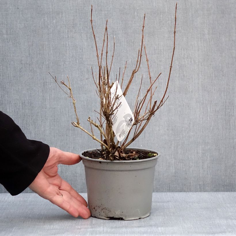 Exemplaar van Weigelia florida Suzanne - Chinese weigelia Pot van 2 l/3 l zoals geleverd in de winter