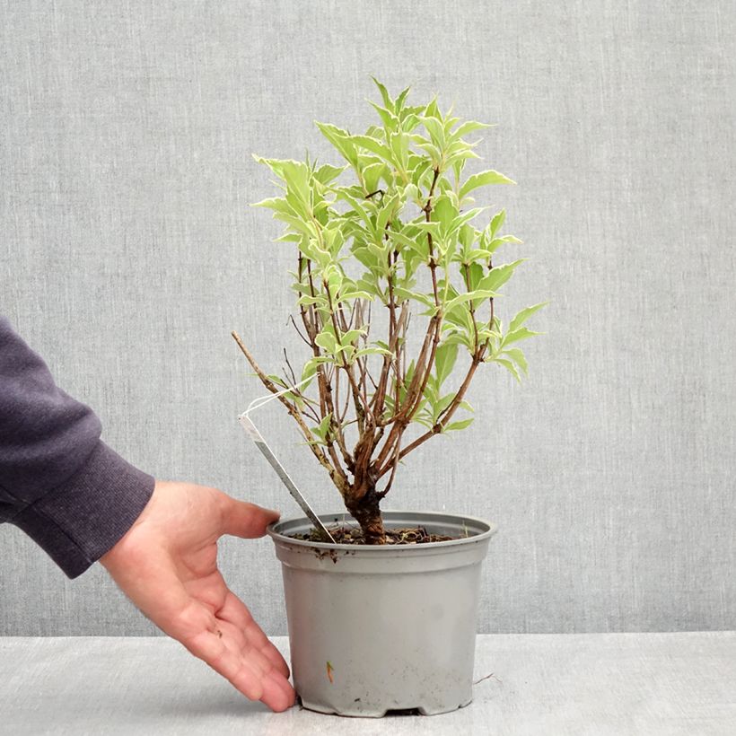 Example of Weigelia florida Suzanne - Chinese weigelia Pot van 2 l/3 l as you get in printemps