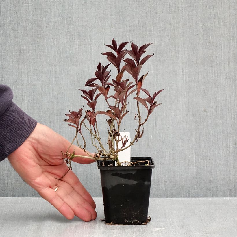 Exemplaar van Weigelia florida Victoria - Chinese weigelia Kweekpotje van 8/9 cm zoals geleverd in de herfst