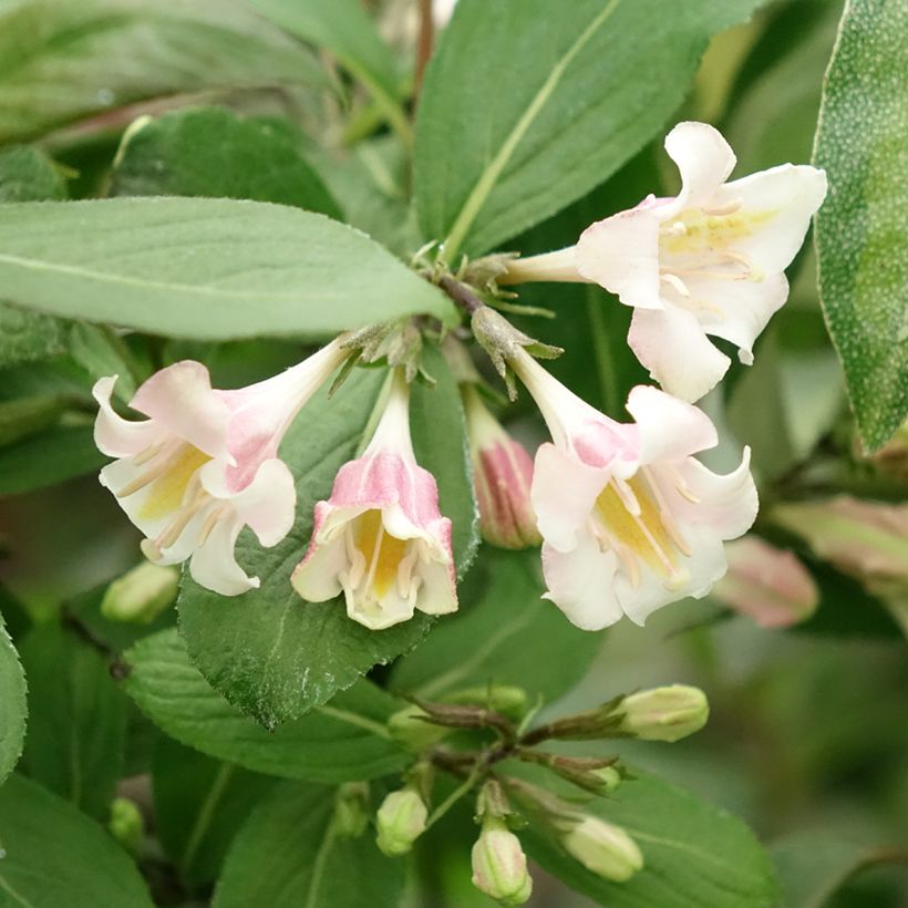 Weigelia florida Vintage Love (Bloei)