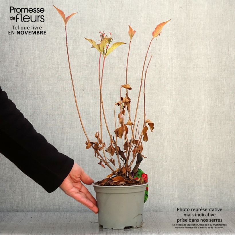 Exemplaar van Weigelia Eva Rathke Pot van 2 l/3 l zoals geleverd in de herfst