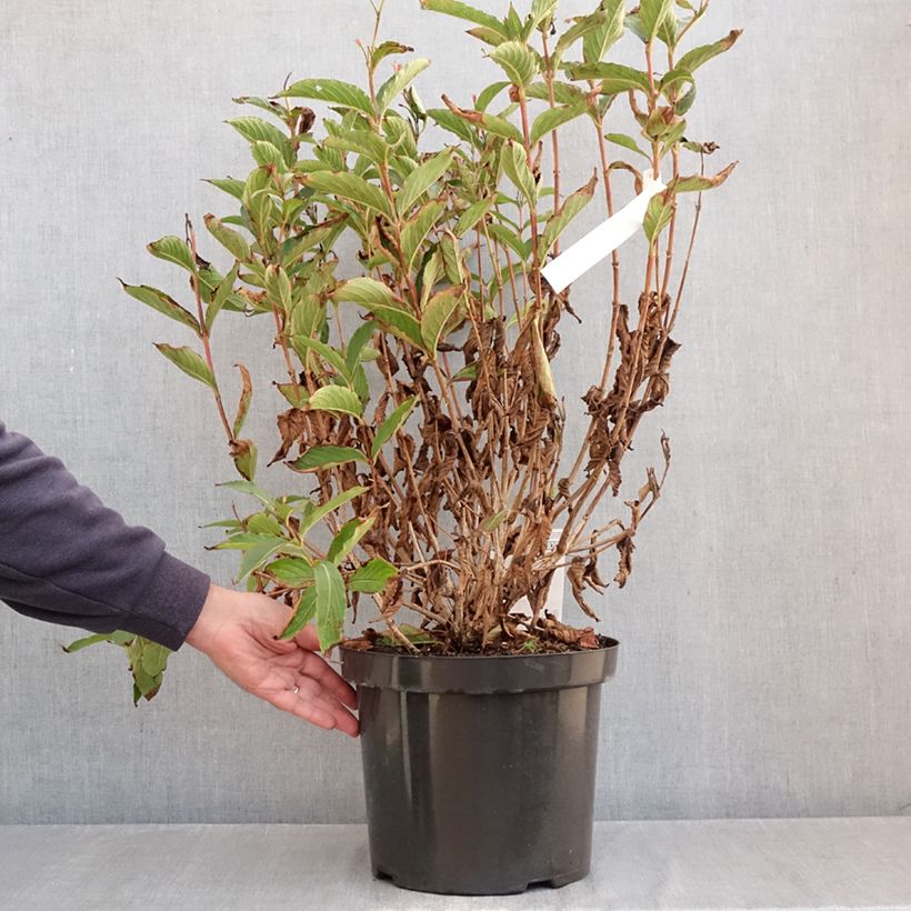Exemplaar van Weigelia Red Prince Pot van 7,5 l/10 l zoals geleverd in de herfst