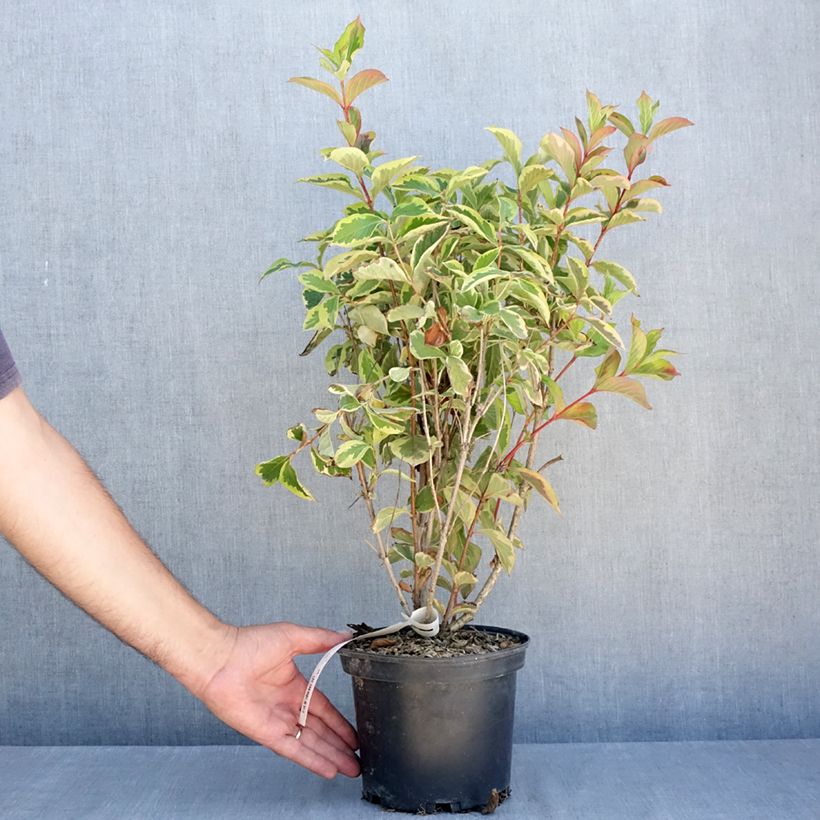 Exemplaar van Weigelia Kosteriana Variegata Pot van 2 l/3 l zoals geleverd in de zomer