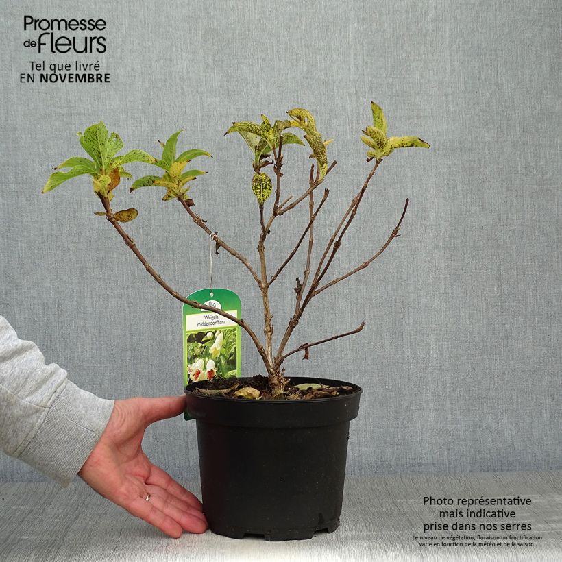 Exemplaar van Weigelia middendorffiana - Chinese weigelia Pot van 3 l/4 l zoals geleverd in de herfst