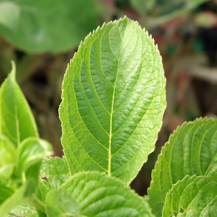 Weigelia middendorffiana - Chinese weigelia (Blad)
