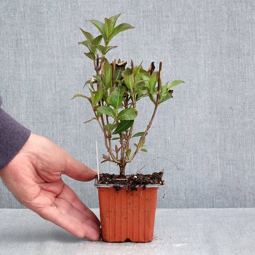 Exemplaar van Weigelia Minuet - Chinese weigelia Kweekpotje van 8/9 cm zoals geleverd in de herfst