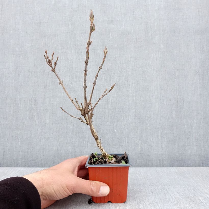 Example of Weigelia Minuet - Chinese weigelia Kweekpotje van 8/9 cm as you get in printemps