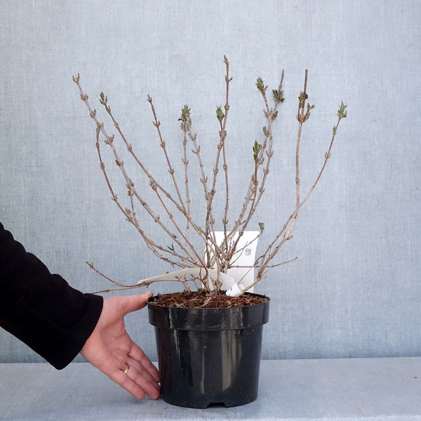 Example of Weigelia Minuet - Chinese weigelia Pot van 2 l/3 l as you get in printemps