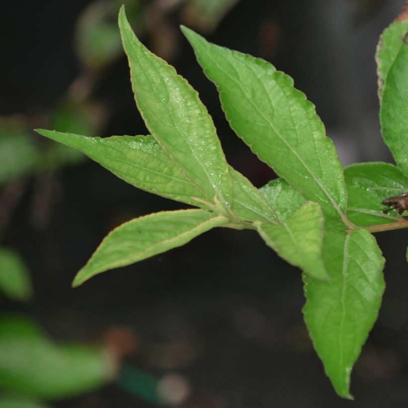 Weigelia Courtanin - Dwergweigelia (Foliage)