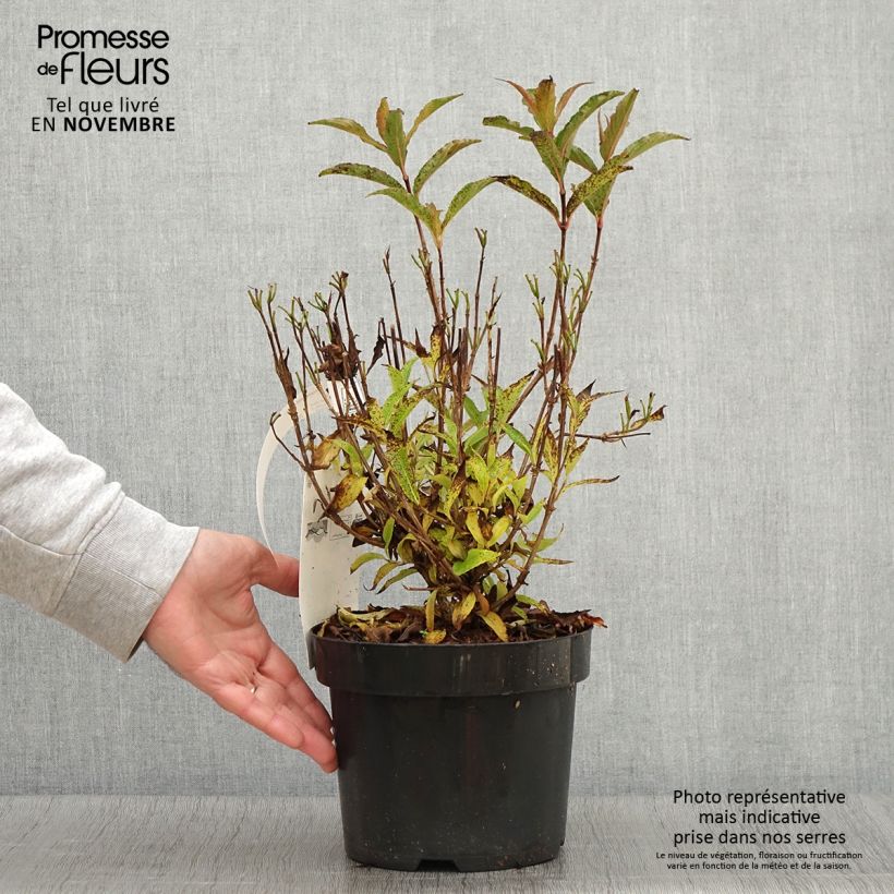 Exemplaar van Weigelia Courtanin - Dwergweigelia Pot van 3 l/4 l zoals geleverd in de herfst
