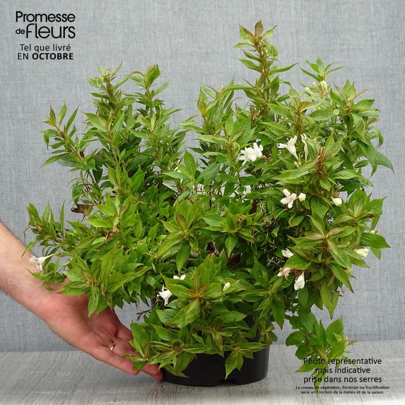 Exemplaar van Weigelia Picobella Bianco Pot van 3 l/4 l zoals geleverd in de herfst
